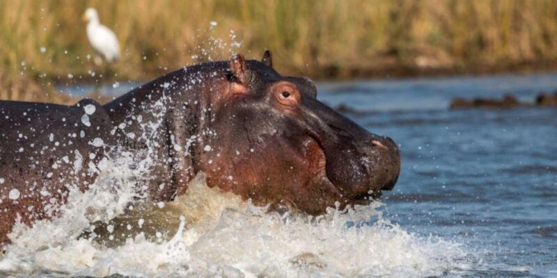 1/2 Day Isimangaliso Boat Safari Tour From Richards Bay - Inclusions