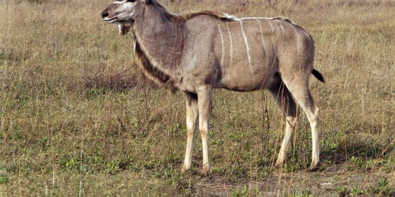 1/2 Day Phezulu Safari Park From Durban - Good To Know
