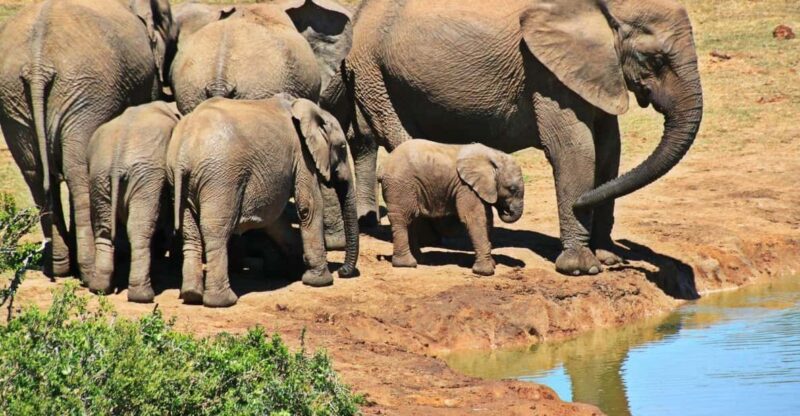1/2 Day Phezulu Safari Park & Natal Lion Park From Durban - Good To Know