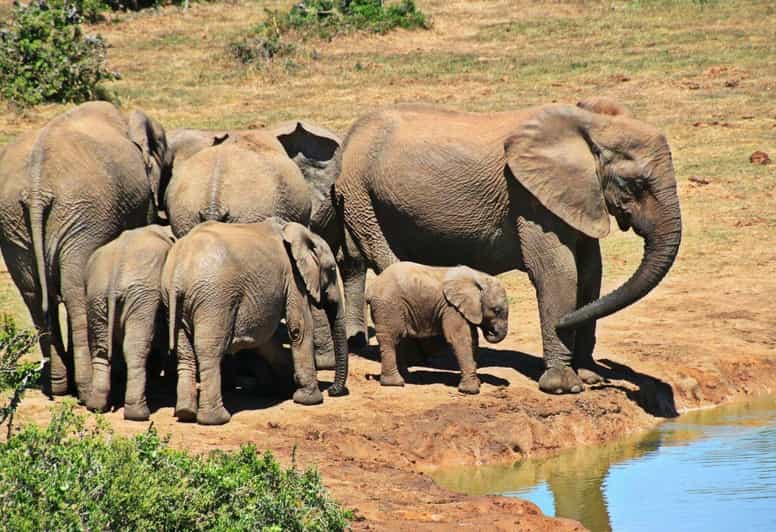 1/2 Day Phezulu Safari Park & Natal Lion Park From Durban - Itinerary Highlights
