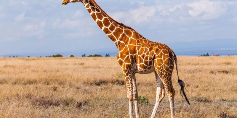 1/2 Day Phezulu Safari Park & Natal Lion Park From Durban - Diverse Ecosystems