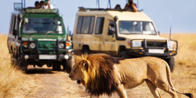 1/2 Day Phezulu Safari Park & Natal Lion Park From Durban - The Sum Up