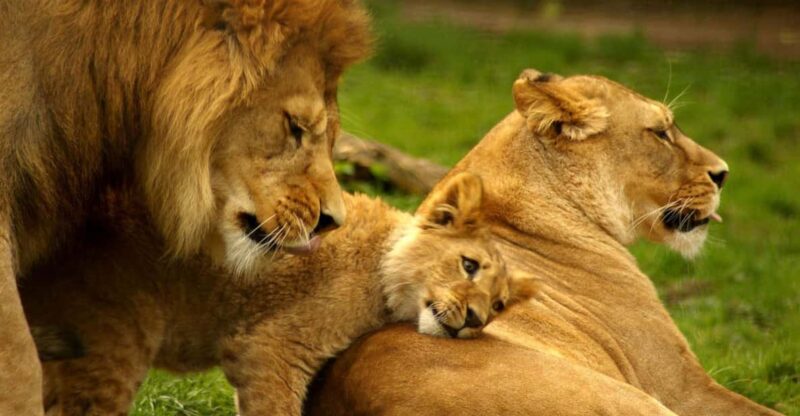 1/2 Day Private Tour Tala Game Reserve & Natal Lion Park - Inclusions