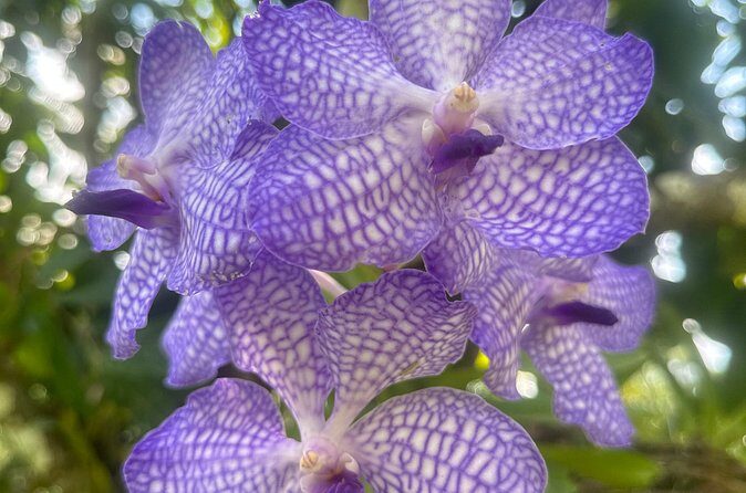 1/2 Day Puerto Vallarta Botanical Garden tour by Biologist Guide - How the Experience Feels