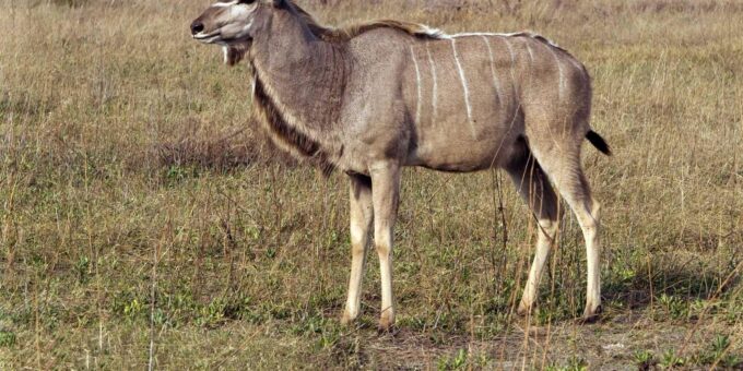 1/2 Day Safari From Durban - Private Tour - Frequently Asked Questions