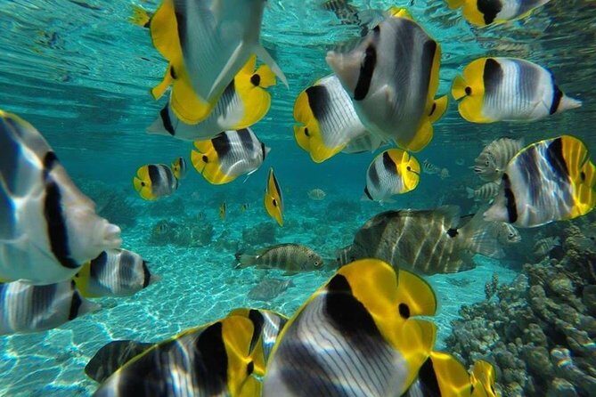 1/2 day Tahaa coral garden - departure Raiatea / ideal for cruise passengers - FAQs