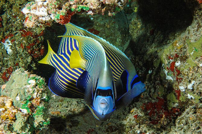 1/2 day Tahaa coral garden - departure Raiatea / ideal for cruise passengers - Final Thoughts