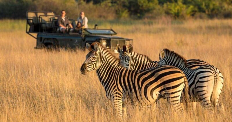 1/2 Day Tala Game Reserve & Natal Lion Park Tour From Durban - Wildlife Sightings