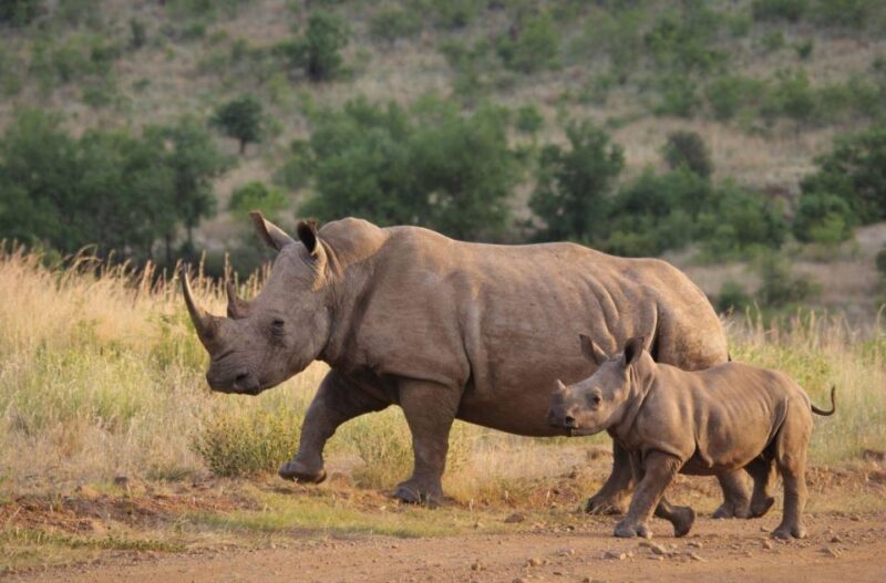 1/2 Day Tala Game Reserve & Phezulu Safari Park From Durban - Cultural Experience at Phezulu Safari Park