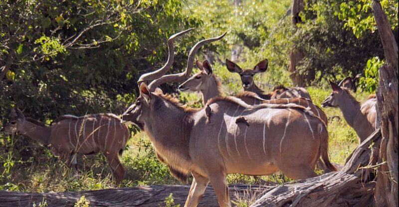 1/2 Day Tala Game Reserve & Phezulu Safari Park From Durban - Traditional Dance Performance Details