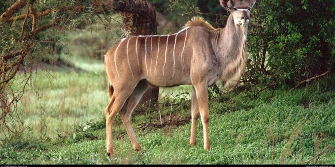 1/2 Day Tala Game Reserve & Phezulu Safari Park From Durban - Pickup and Drop-off Convenience