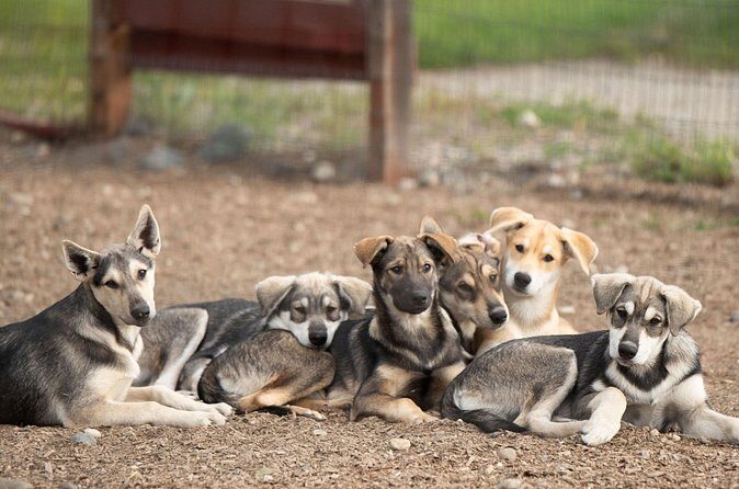 1.5-Hour Beer and Puppies Guided Experience in Fairbanks - Who Will Love This Experience?