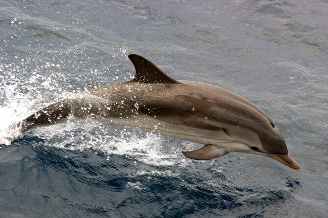 1.5-Hour Charleston Harbor Cruise with Live Narration - Introduction: Why This Harbor Cruise Might Be Your Charleston Must-Do
