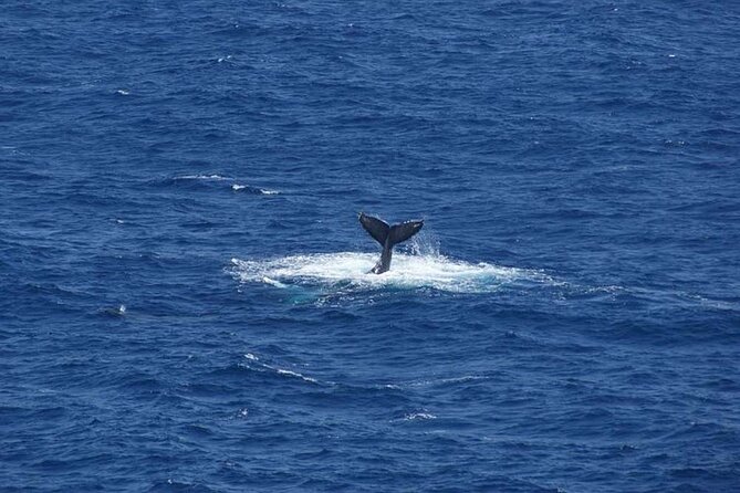 1.5 Hour Whale Watching Cruise With Pick-Up and Drop-Off - Crew Expertise and Engagement