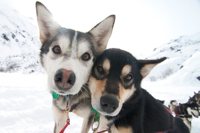 1.5 Hr - Winter Dog Sledding in Knik, Alaska - Why This Tour Is Worth Considering