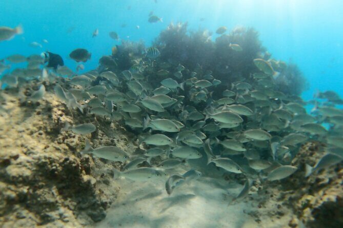 #1 Beach in La Paz BALANDRA Perfect For Cruise Groups or Families - Key Points