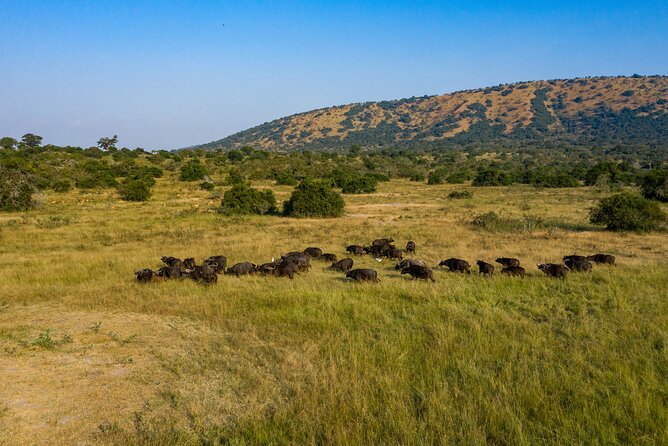 1 Day Akagera National Park Safari - Exclusions to Consider