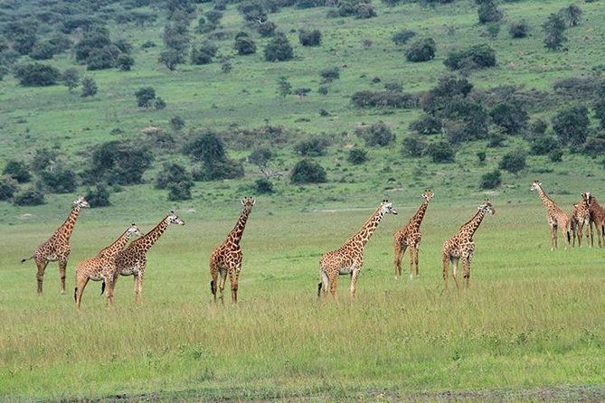1 Day Akagera Wildlife Safari ( 2 Pax Min) - Booking Information
