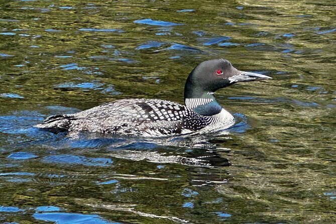 1 Day Canoeing Tour in Algonquin Park - Who Will Love This Tour?