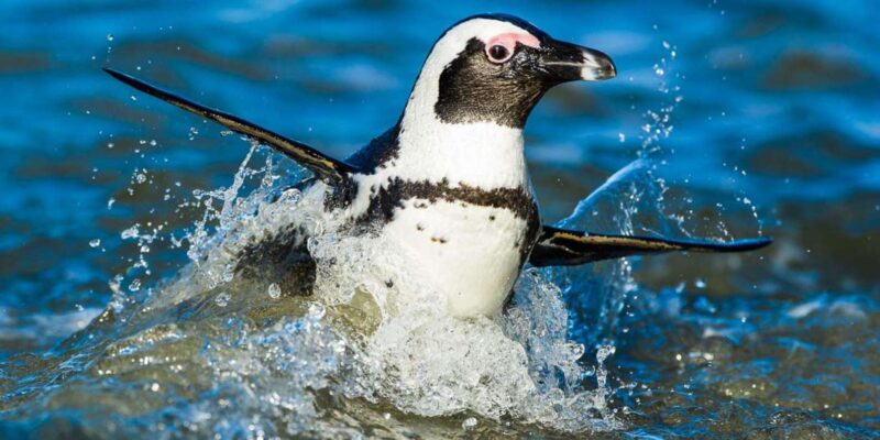 1 Day CapeTown Pvt Tour: Table Mountain, Cape Point & Pengui - Pickup and Drop-off Arrangements