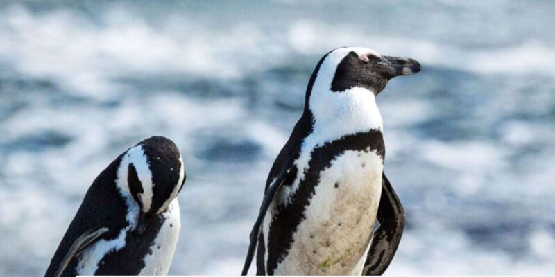 1 Day CapeTown Pvt Tour: Table Mountain, Cape Point & Pengui - Guided Tour of Table Mountain