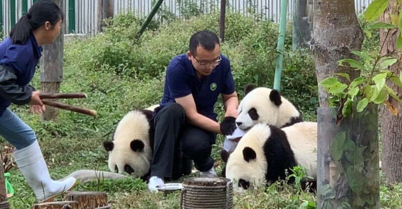 1-day Dujiangyan Panda Volunteer Tour - Good To Know