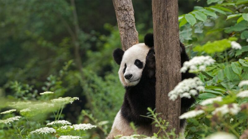 1-day Dujiangyan Panda Volunteer Tour - Transportation and Inclusions