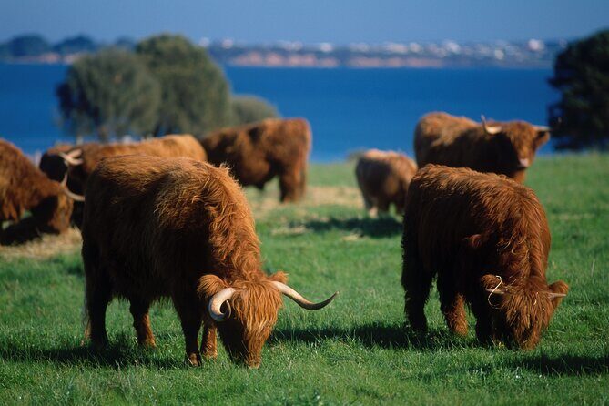 1 Day Exclusively Private Tour Of Phillip Island & The Penguin Parade - Wineries, Museums, and Other Optional Experiences