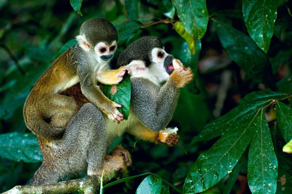1 Day Excursion to Pacaya Samiria Reserve |Piranha Fishing| - Detailed Itinerary