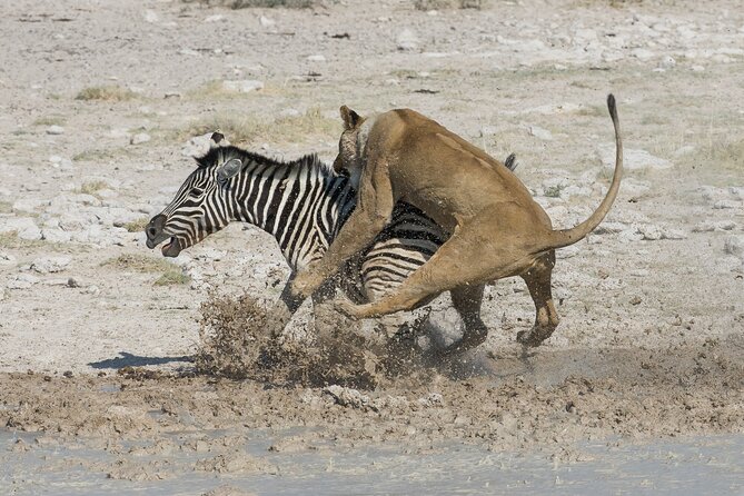 1-Day Fly in Safari to Mikumi National Park From Zanzibar - Tips for a Successful Safari