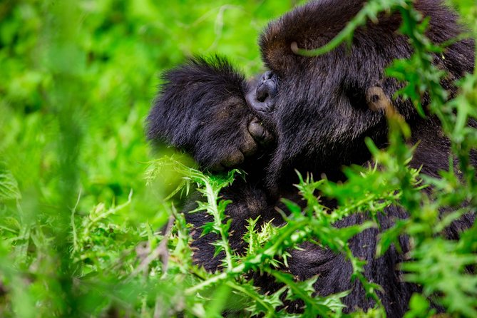 1 Day Gorilla Trekking Safari Tour - Experience Highlights