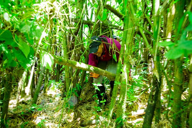 1 Day Gorilla Trekking Safari Tour - Health and Accessibility Considerations