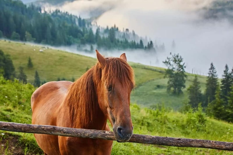 1 Day Horse Riding Adventure in Borjomi Mountains - An In-Depth Look at the Borjomi Mountains Horseback Tour