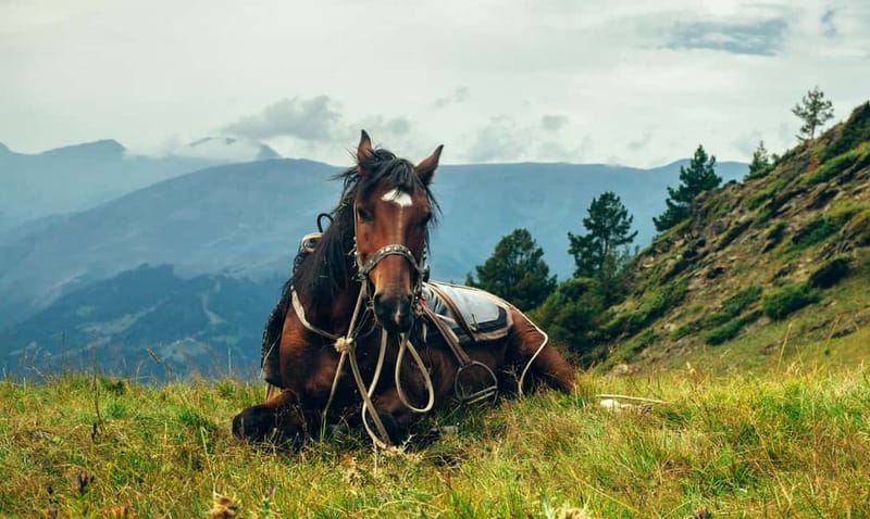 1 Day Horse Riding Adventure in Borjomi Mountains - FAQ