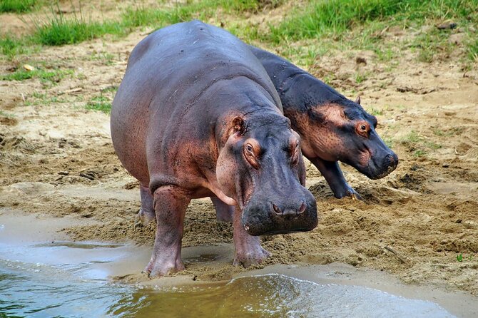 1 Day Lake Mburo National Park Short Safari From Kampala - Cancellation Policy