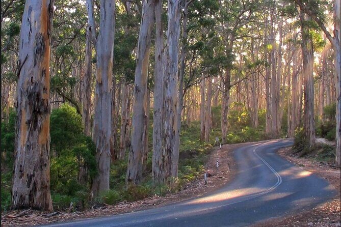 1 Day Margaret River Sightseeing Tour from Perth - An In-Depth Look at the Margaret River Tour