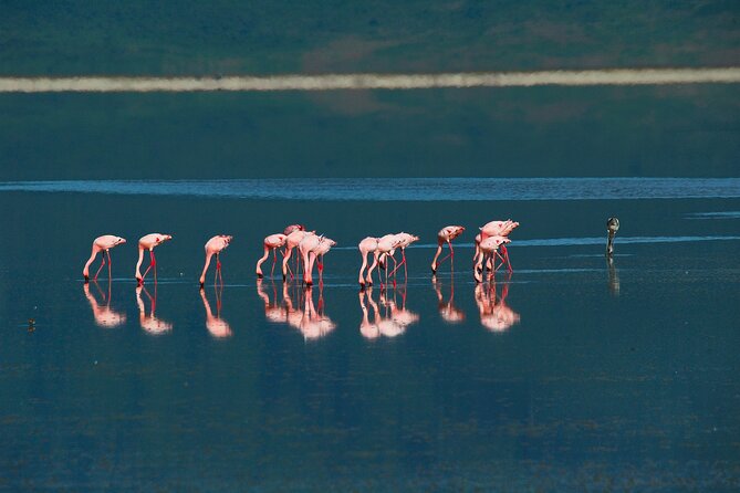 1-Day Ngorongoro Crater Group Safari - Booking and Cancellation Policy