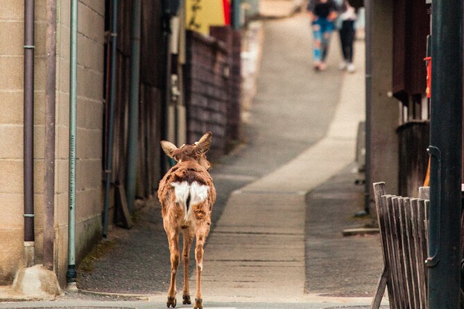 1-Day Private Sightseeing Tour in Hiroshima and Miyajima Island - Highlights