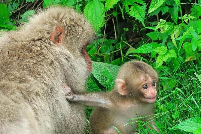 1-Day Private Snow Monkey ZenkoJi Temple & SakeTasting NaganoTour - Tour Restrictions