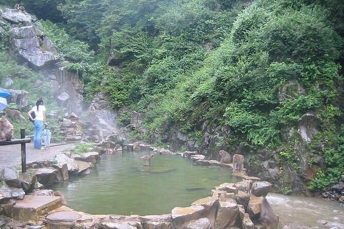 1-Day Private Snow Monkey ZenkoJi Temple & SakeTasting NaganoTour - Guide