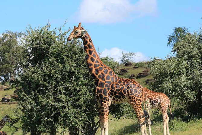 1-Day Safari-Trip to Tarangire National Park - Tour Highlights and Itinerary