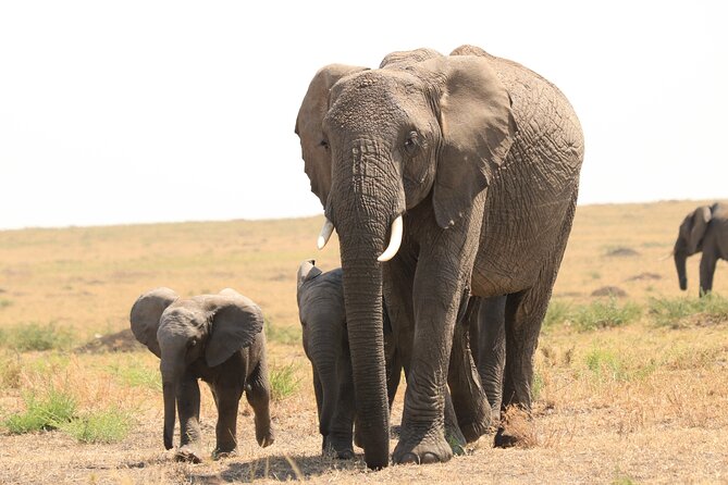1-Day Safari-Trip to Tarangire National Park - Pickup and Transportation Logistics
