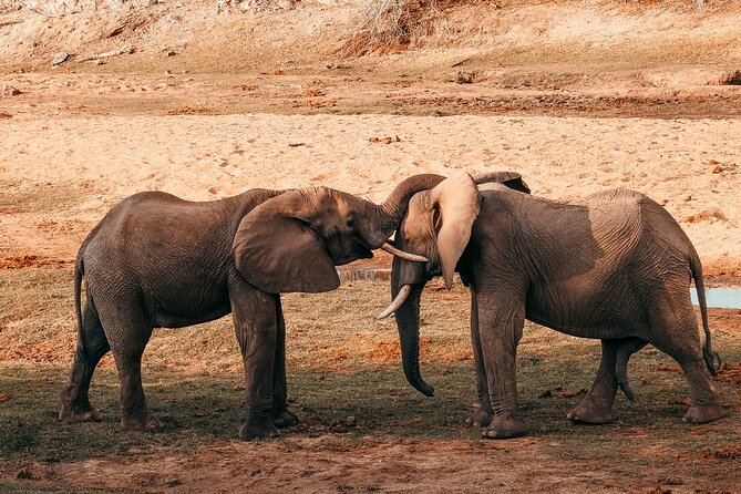 1 Day Tanzania - Selous Game Reserve Safari Tour - Good To Know