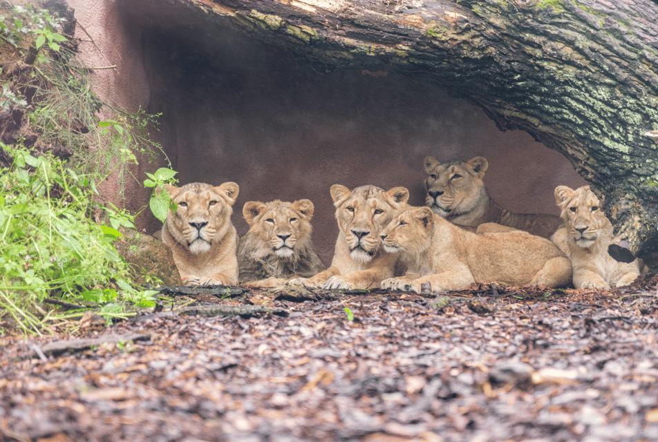 1-day ticket for Schwerin Zoo - FAQ: Common Questions About the Schwerin Zoo Experience