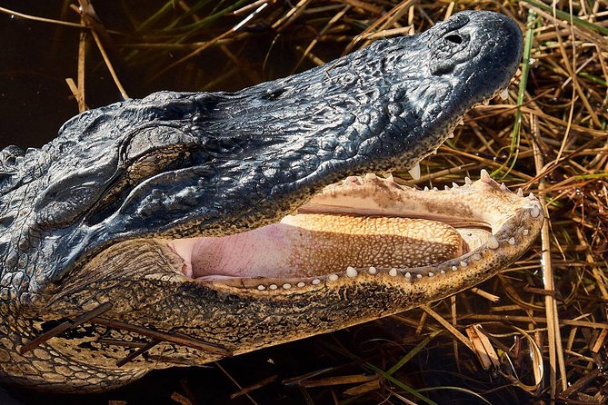 1-Hour Air Boat Ride and Nature Walk With Naturalist in Everglades National Park - Pricing and Reservation