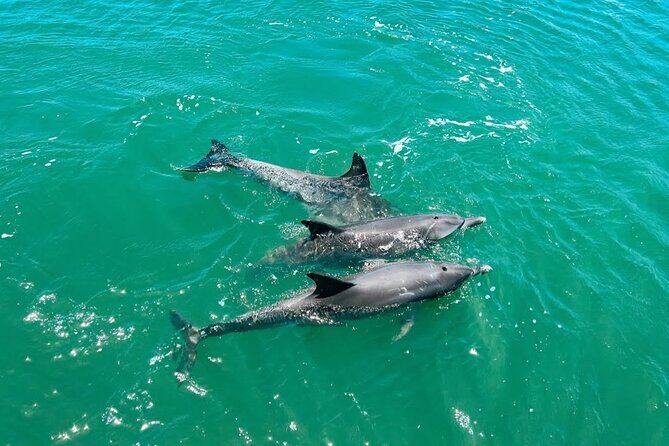 1 Hour Deluxe Scenic Dolphin Cruise - An In-Depth Look at the Mandurah Dolphin Cruise