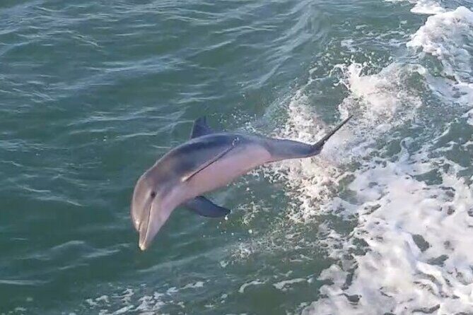 1 Hour Dolphin Dash - Key Points