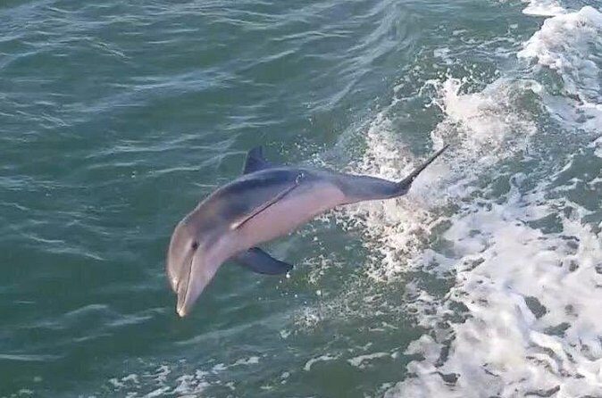 1 Hour Dolphin Dash - FAQ