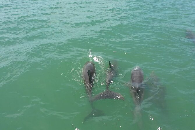 1-Hour Dolphin Sightseeing Adventure Cruise From Madeira Beach - Planning Your Dolphin Adventure