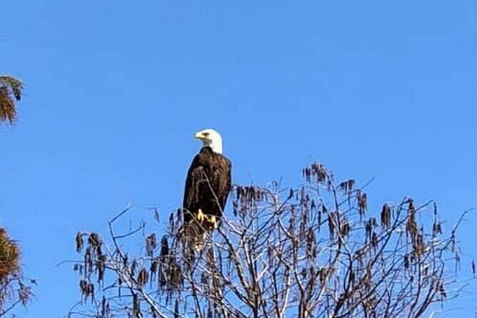 1 Hour Florida Everglades Wildlife Tour - Practical Details and Value